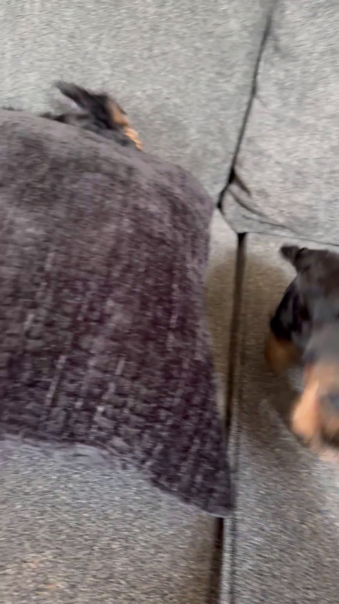 Yorkshire Terrier dogs for sale: Yorkshire Terrier Puppy 1 - Video 1