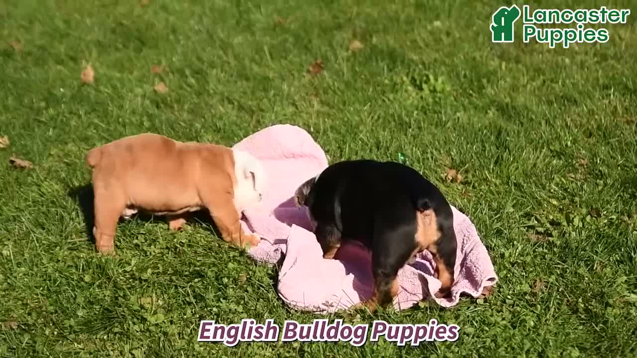 English Bulldog dogs for sale: Walker - Video 1