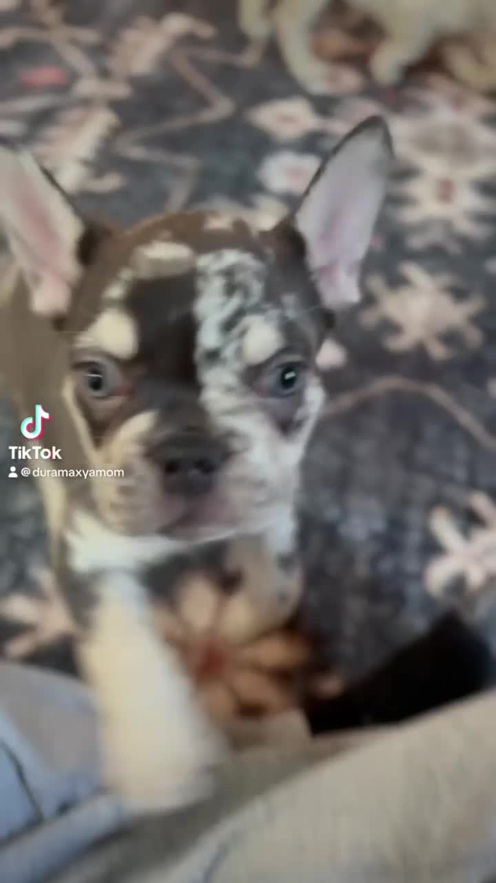French Bulldog dogs for sale: CHOCO - Video 1