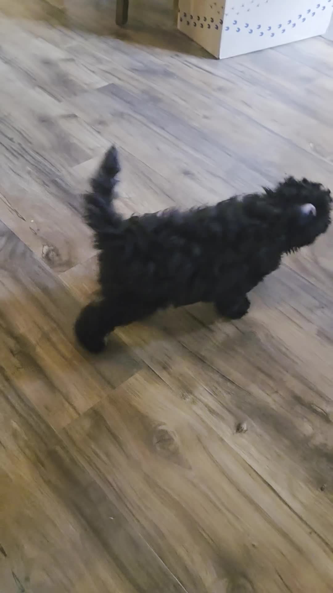 Bichpoo dogs for sale: Jade - Video 2