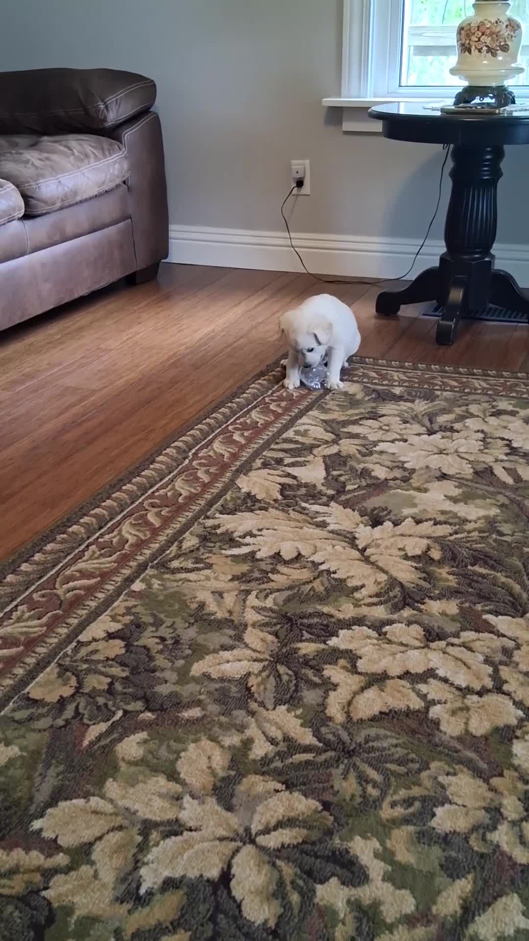 Labrador Retriever dogs for sale: Mack - Video 1