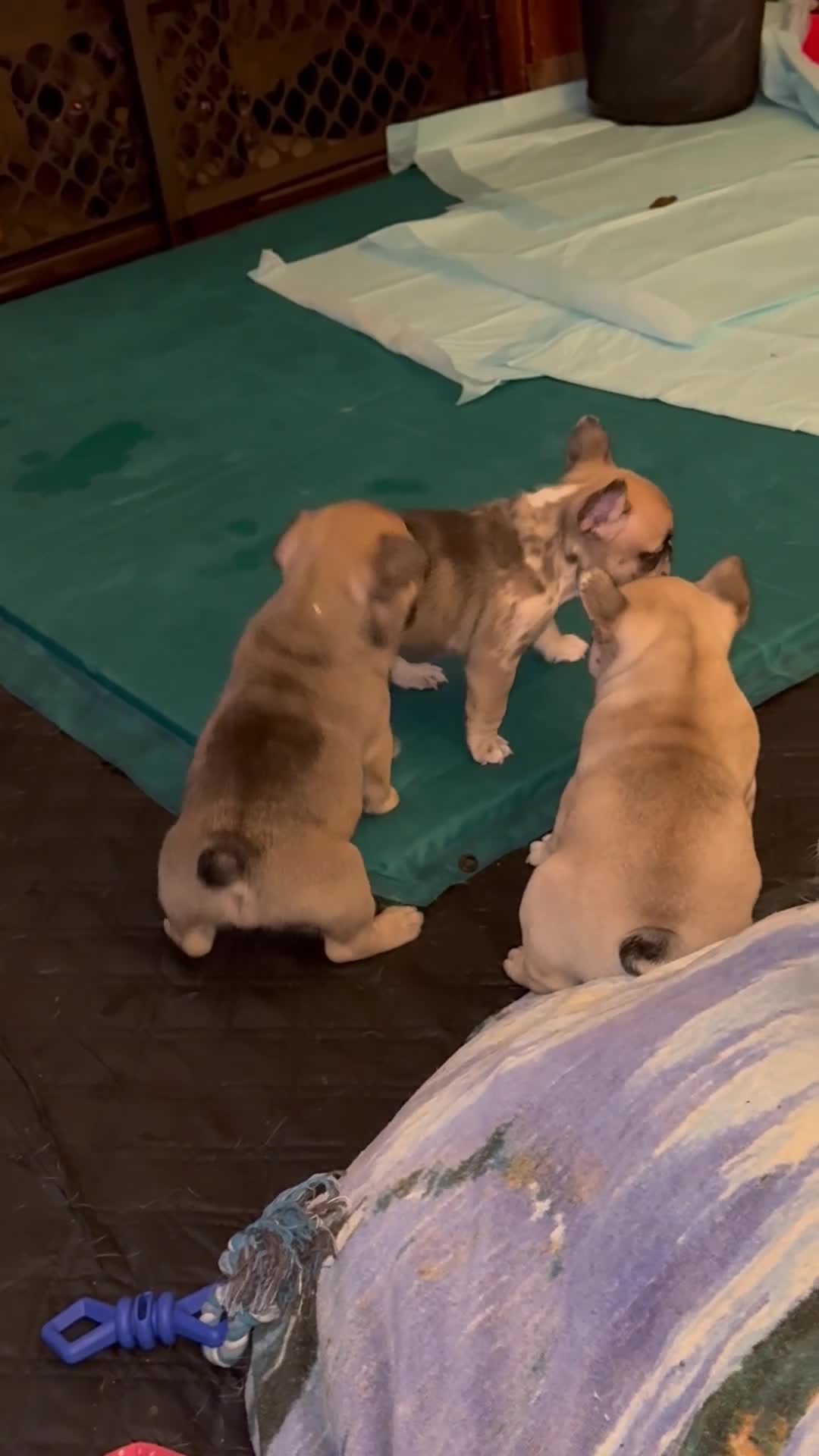 French Bulldog dogs for sale: French Bulldog 7 popa - Video 1