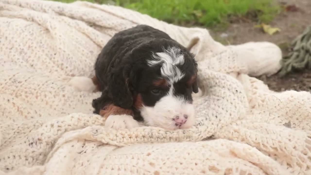Bernedoodle dogs for sale: Everest Miniature Bernedoodle  - Video 4