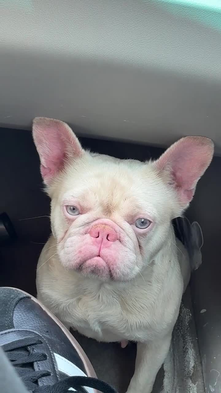 French Bulldog dogs for sale: Pinky Pie - Video 2