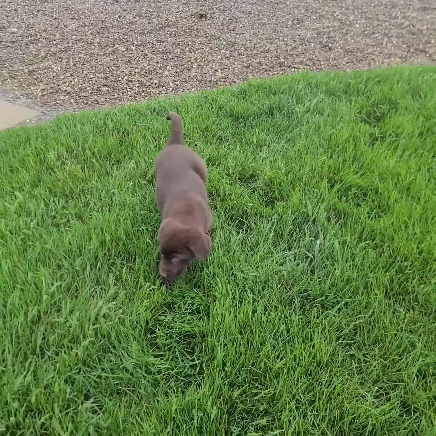 Labrador Retriever dogs for sale: Myles - Video 2