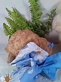 Bichpoo dogs for sale: Annie - Video 1