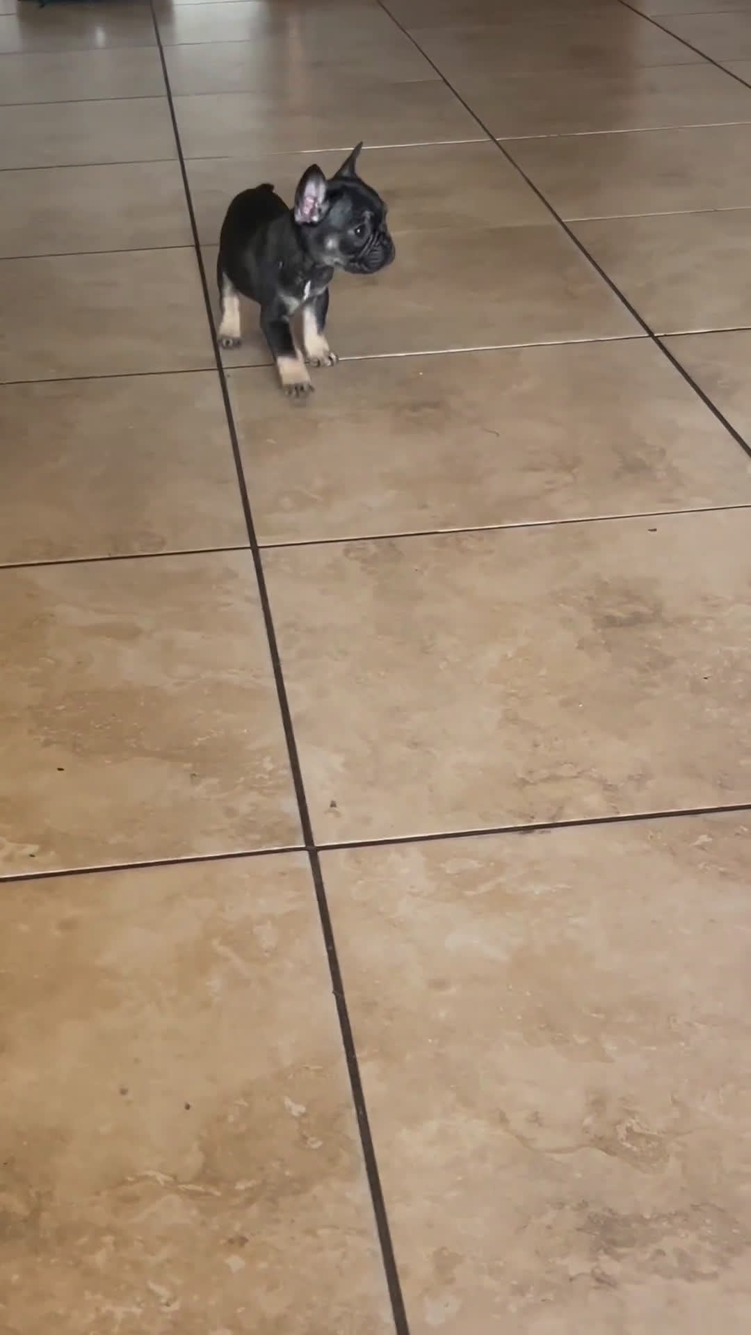 French Bulldog dogs for sale: French Bulldog Black & Tan short Hair - Video 1