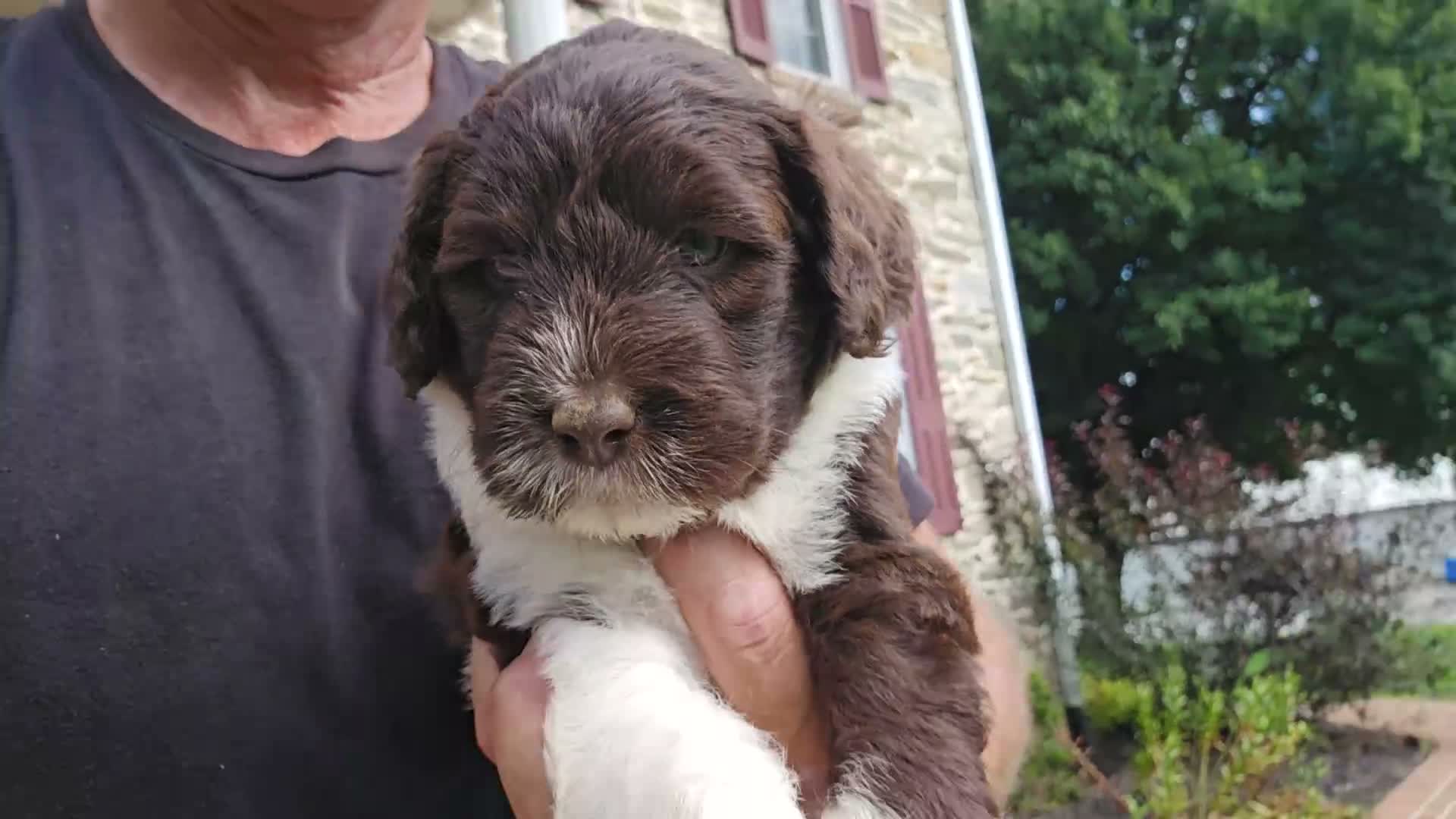 Portuguese Water Dog dogs for sale: Mary - Video 1