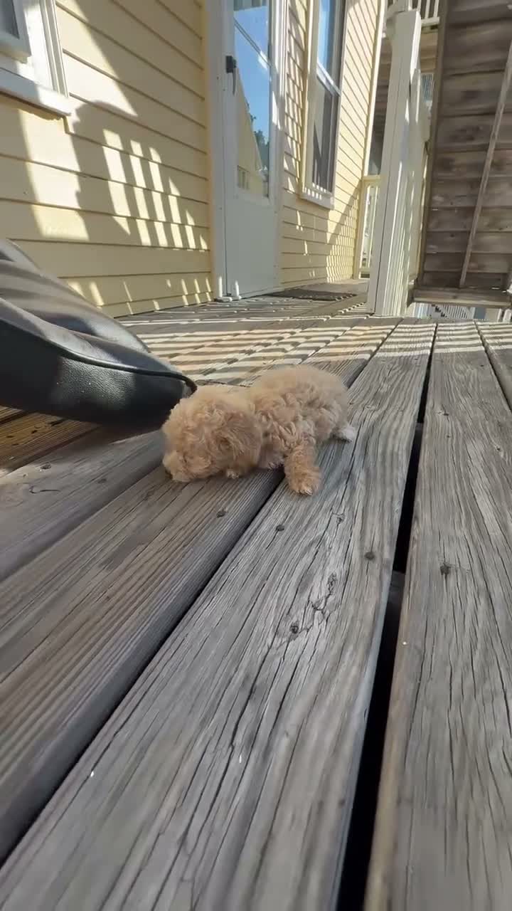 Mini Goldendoodle dogs for sale: Mini Goldendoodle 2 - Video 2