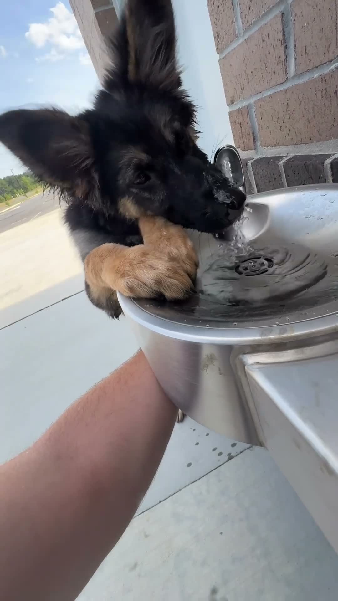 Mixed Breed dogs for sale: Luna - Video 3