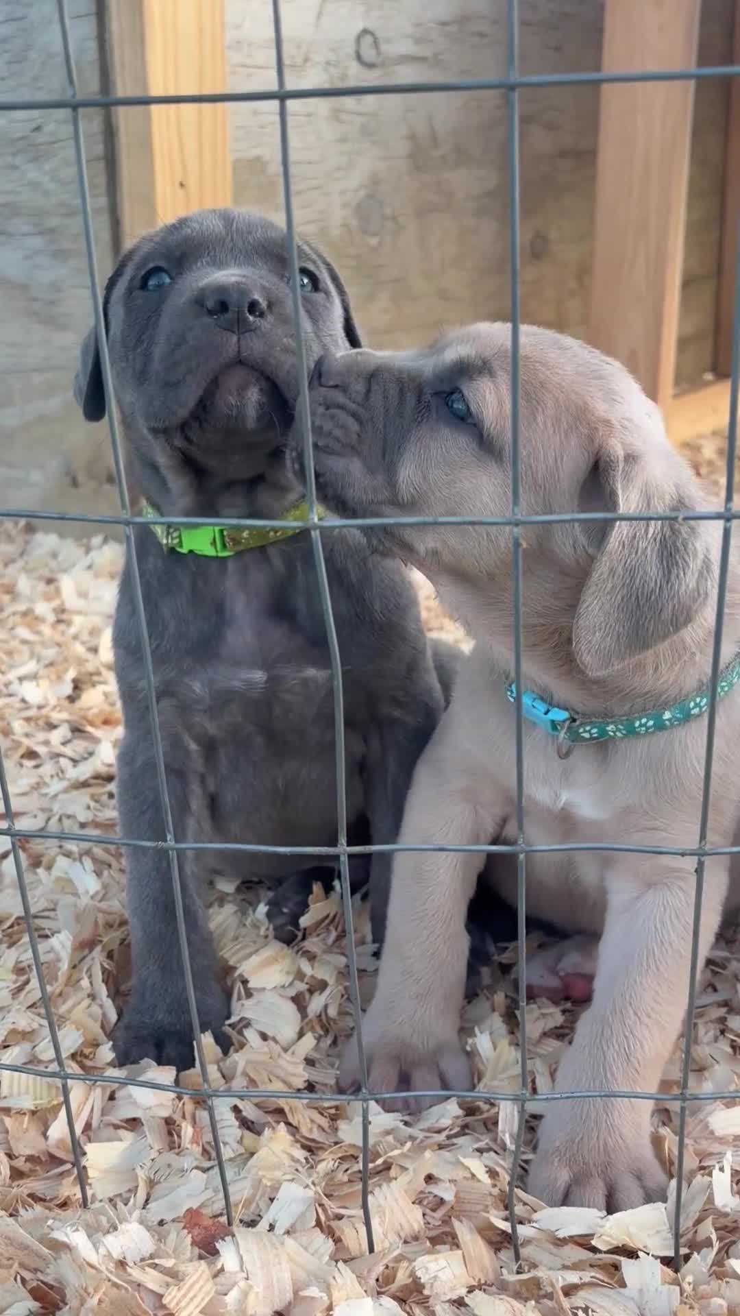 Cane Corso dogs for sale: Cane Corso Puppy 4 - Video 1