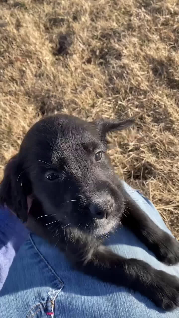 Mixed Breed dogs for sale: Max - Video 1