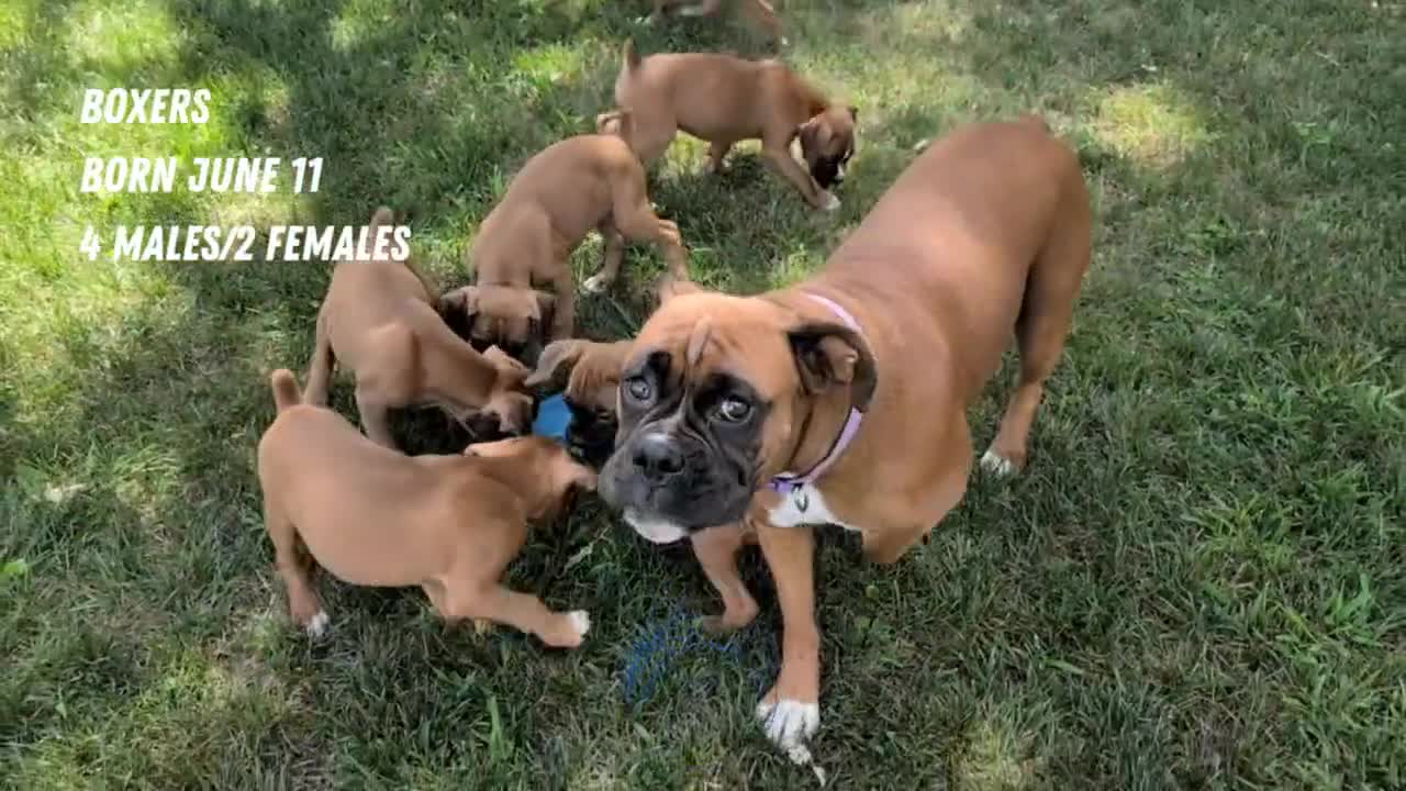 Boxer dogs for sale: Kip - Video 3