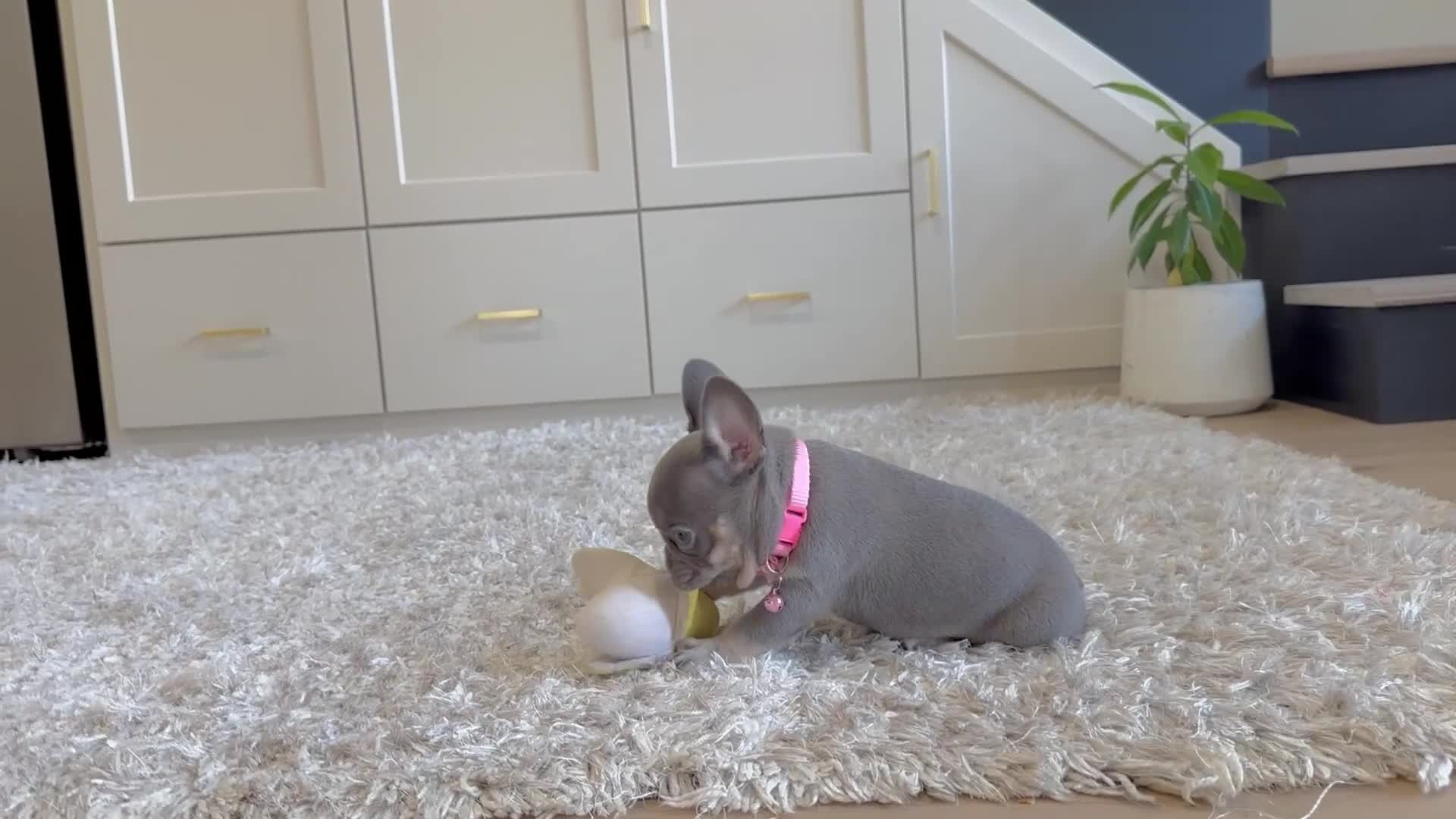 French Bulldog dogs for sale: Tasha Video Ad - Video 1