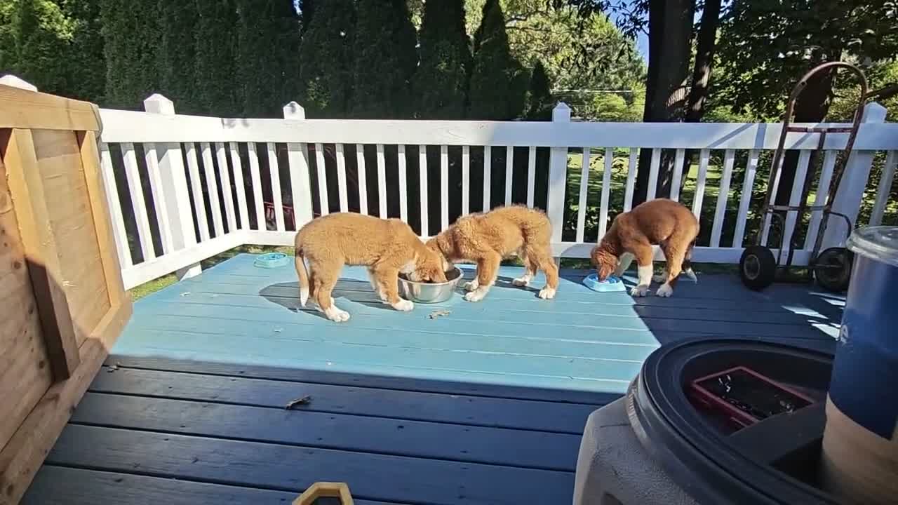 Mixed Breed dogs for sale: Moose - Video 9