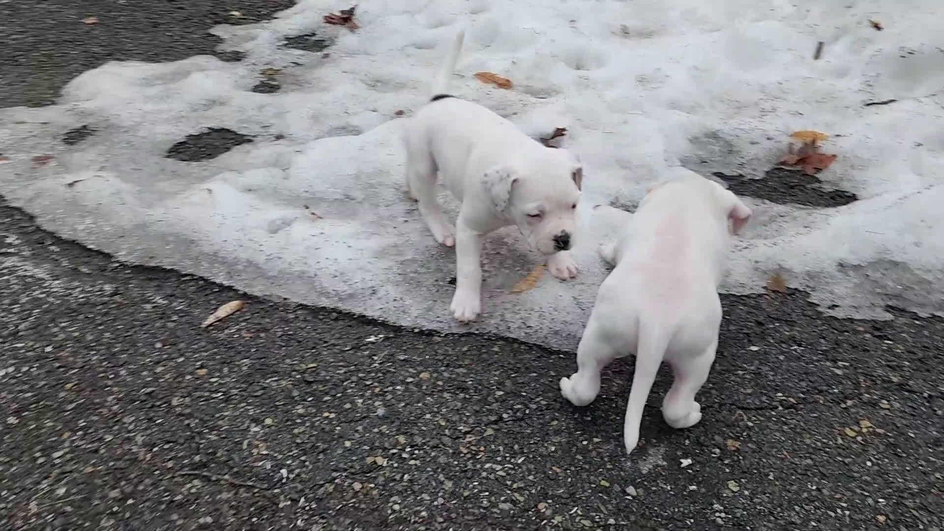 Mixed Breed dogs for sale: Ursula - Video 1