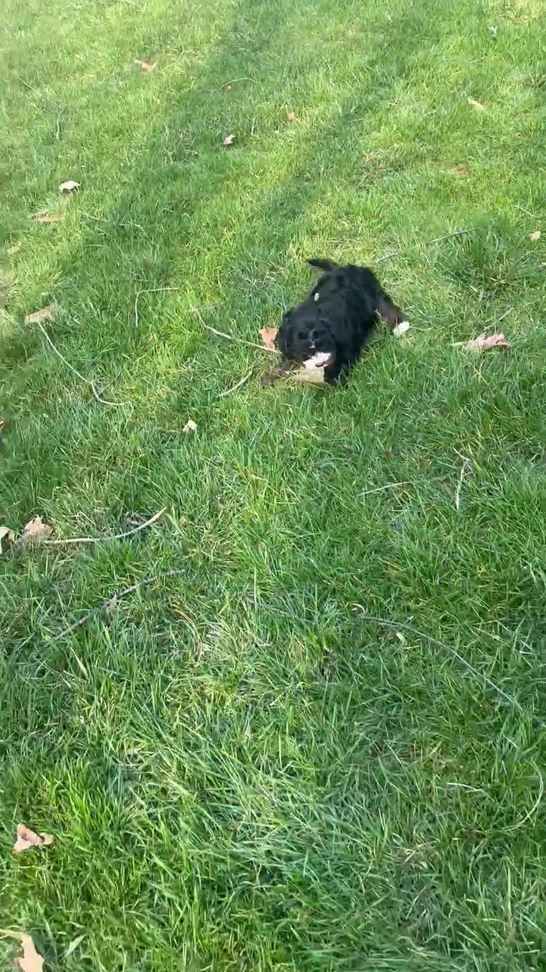 Cavapoo dogs for sale: Buttons - Video 6