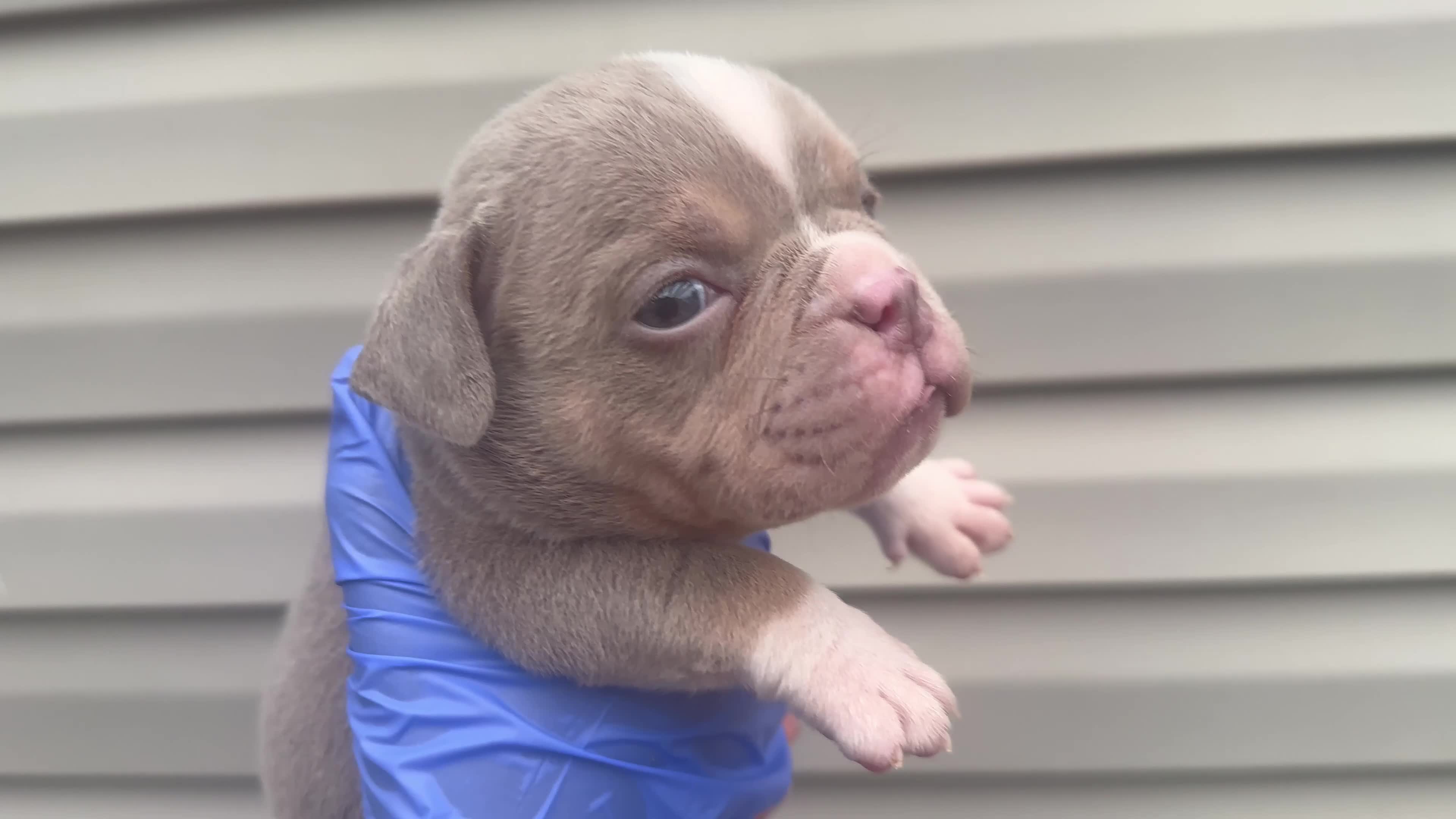 American Bully dogs for sale: Katana  - Video 1