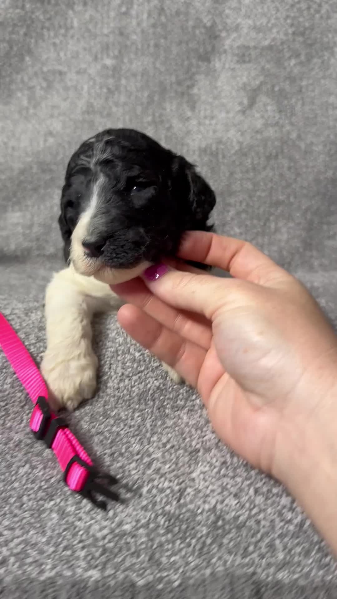 Standard Poodle dogs for sale: Fawn - AKC - Video 7