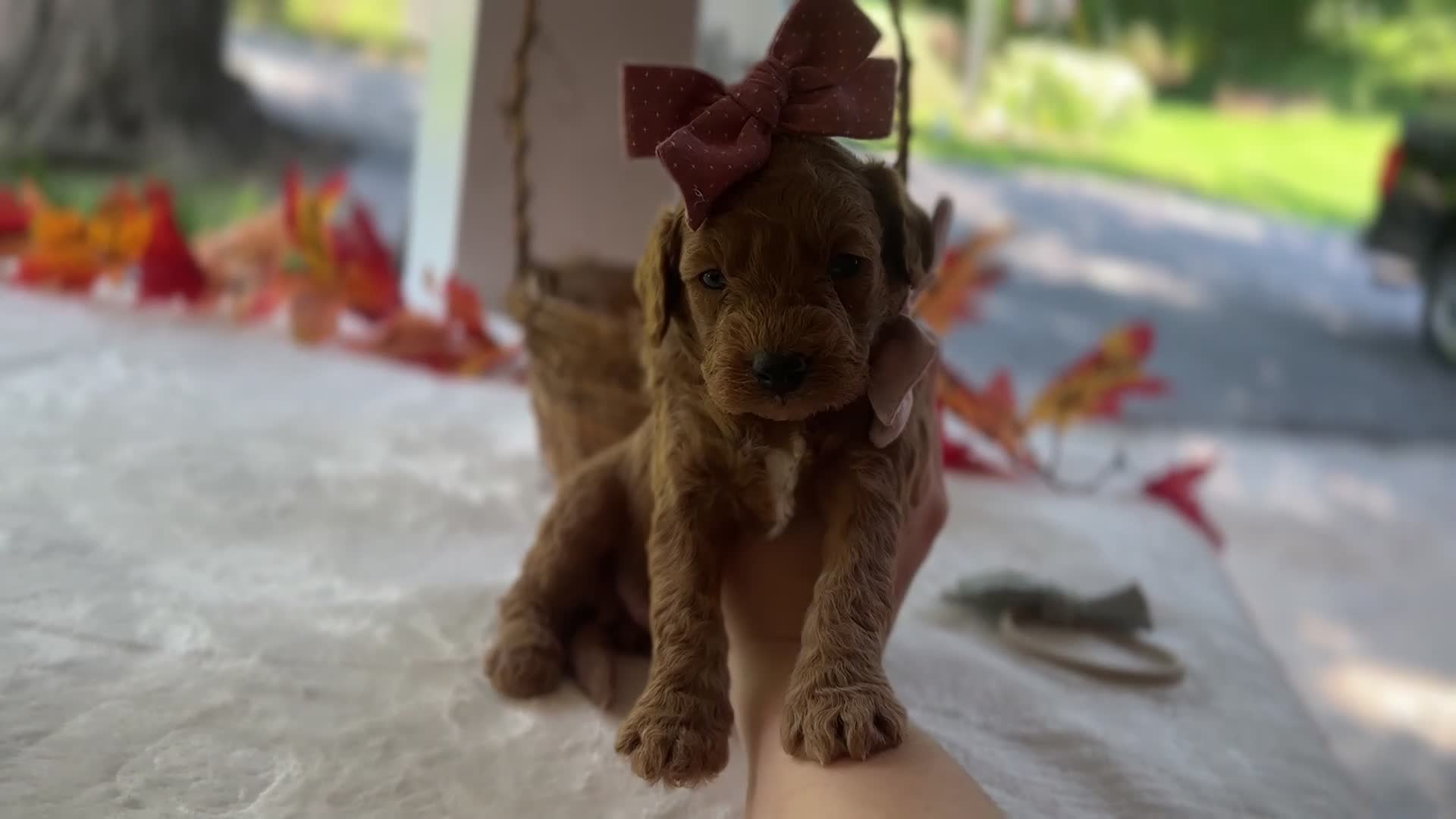 Mini Goldendoodle dogs for sale: Ruthie - Video 1