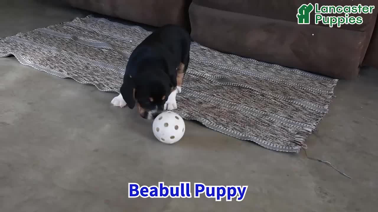 Beabull dogs for sale: Rover - Video 1