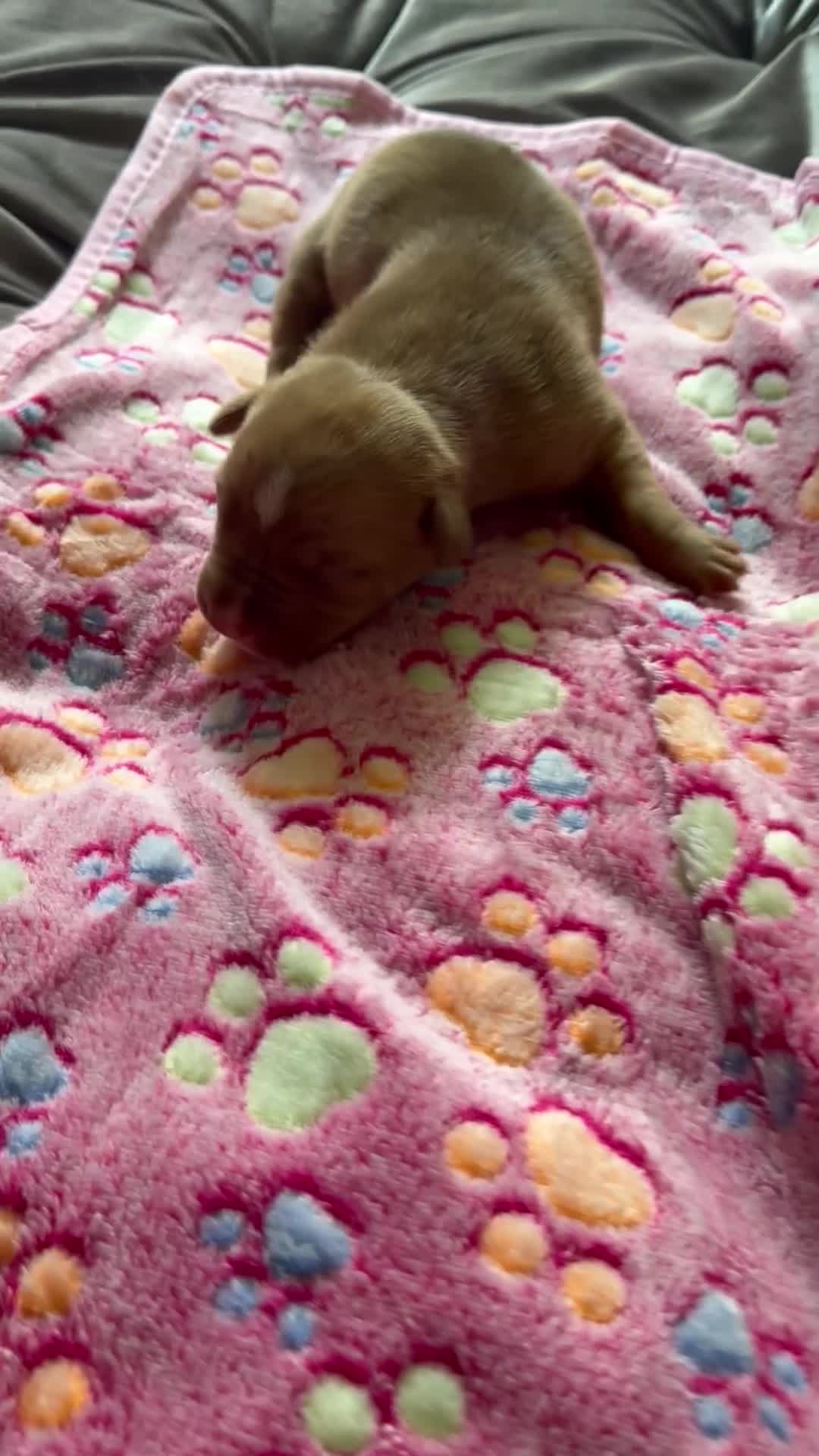 American Bully dogs for sale: American Bully 7 - Video 1