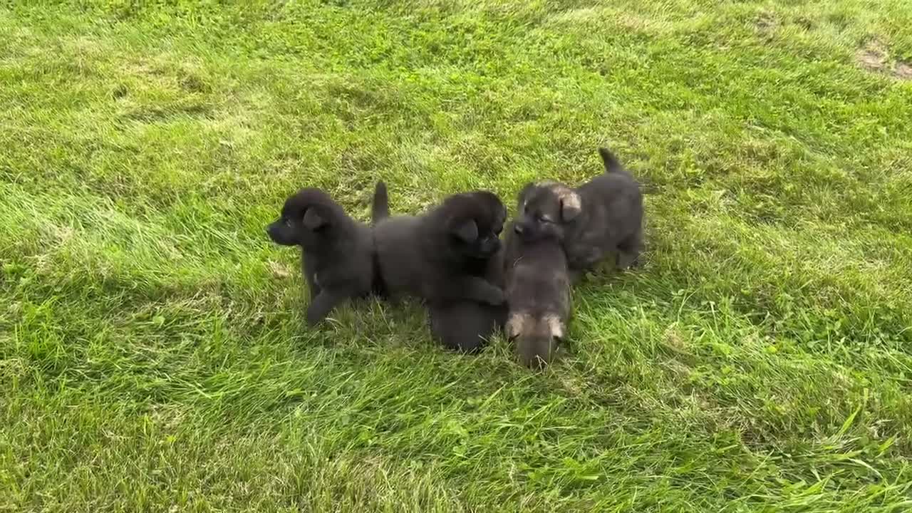 German Shepherd dogs for sale: Darker Sable Boy - Video 1
