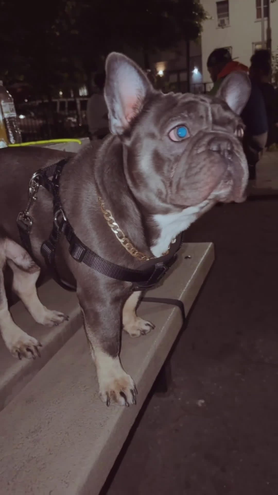 French Bulldog dogs for stud: ACE M. - Video 3