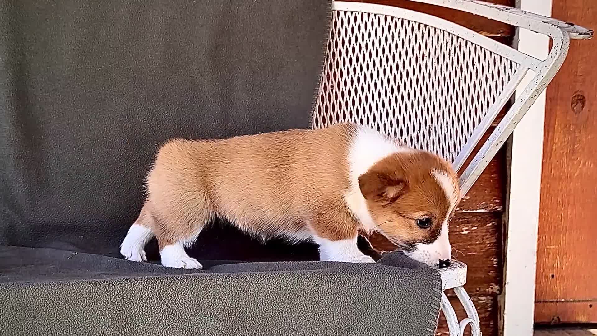Welsh Corgi Pembroke dogs for sale: Butter - Video 1