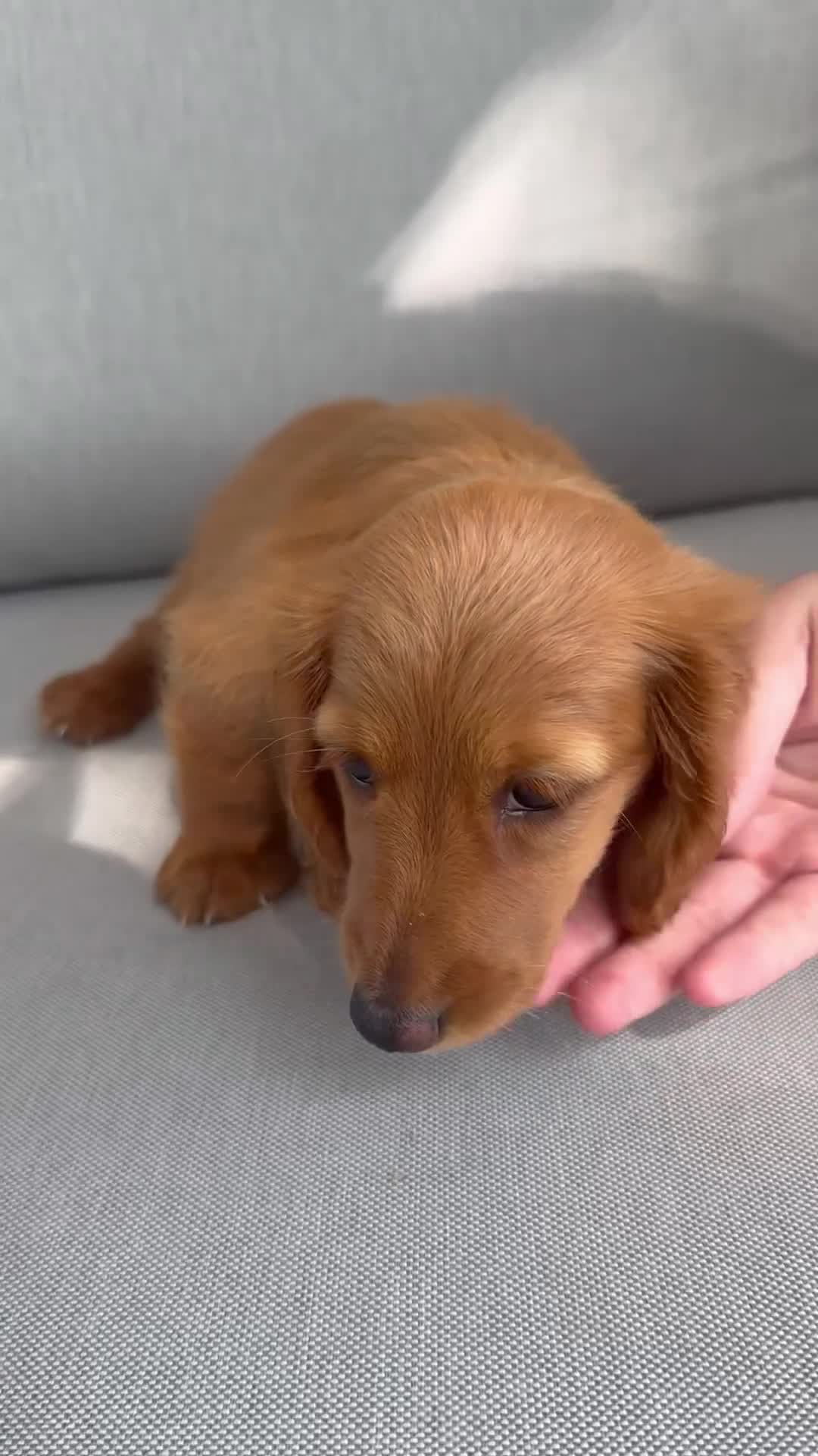 Miniature Dachshund dogs for sale: Misty - Video 1