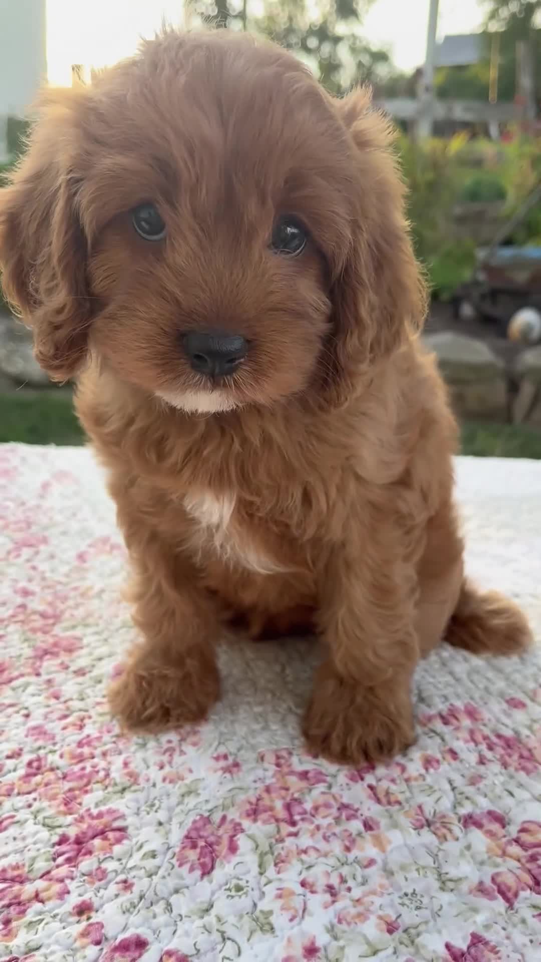 Cavapoo dogs for sale: Tina - Video 1