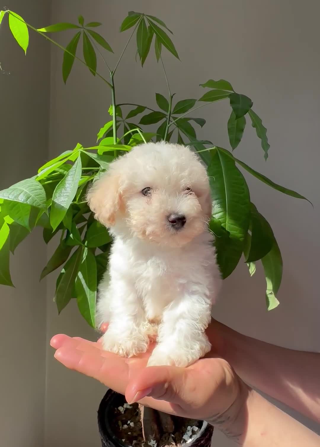 Maltipoo dogs for sale: Maltipoo 1 - Video 1