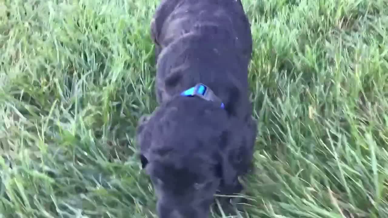 Goldendoodle dogs for sale: Dazzler - Video 1