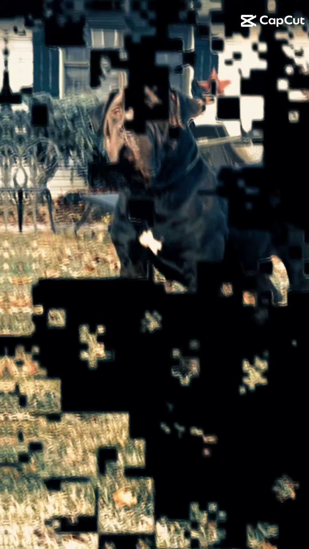 South African Boerboels dogs for sale: South African Boerboels Puppy 1 - Video 1