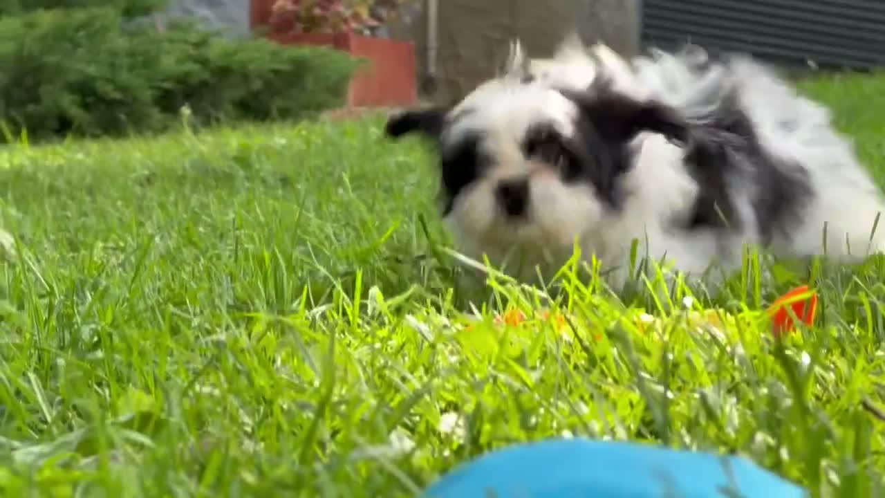 Shih Tzu dogs for sale: Sabrina Shih Tzu  - Video 3