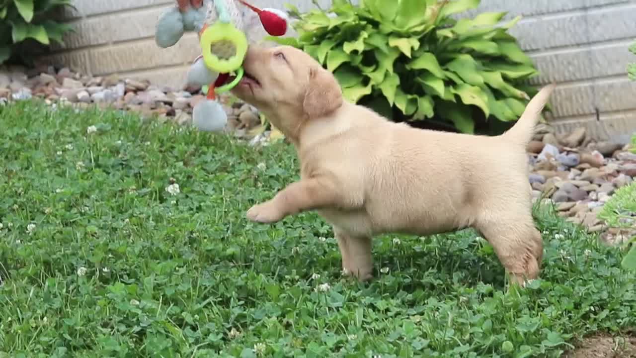 Labrador Retriever dogs for sale: Flora - Video 1