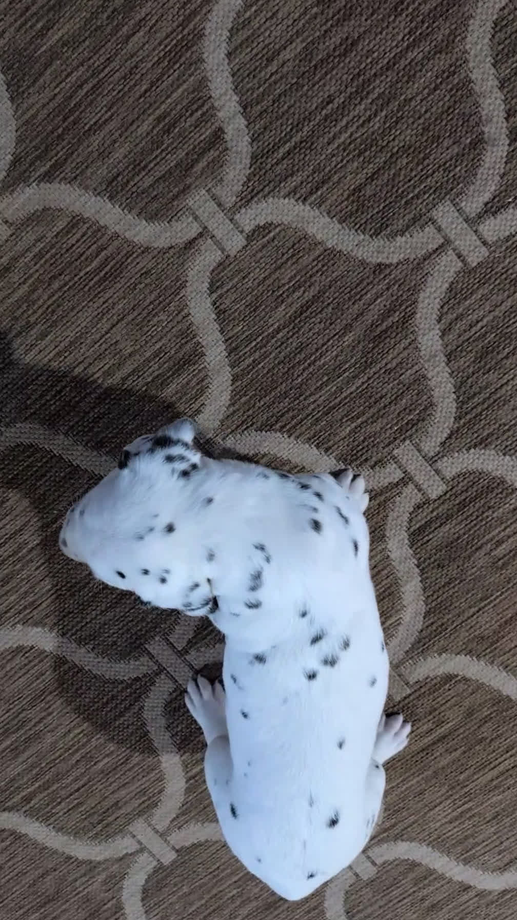 Dalmatian dogs for sale: Jasper - Video 1