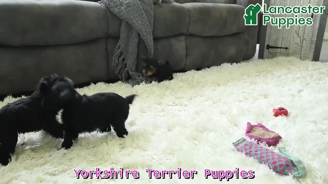 Yorkshire Terrier dogs for sale: Luna - Video 1