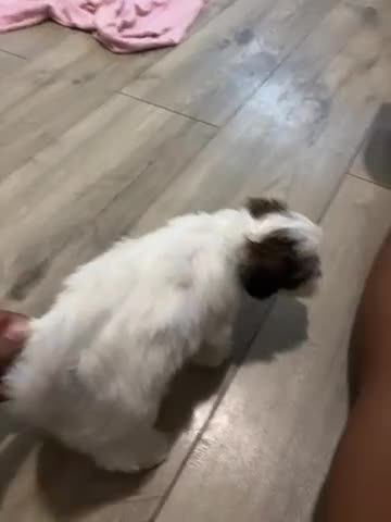 Malshi dogs for sale: Lella - Video 1
