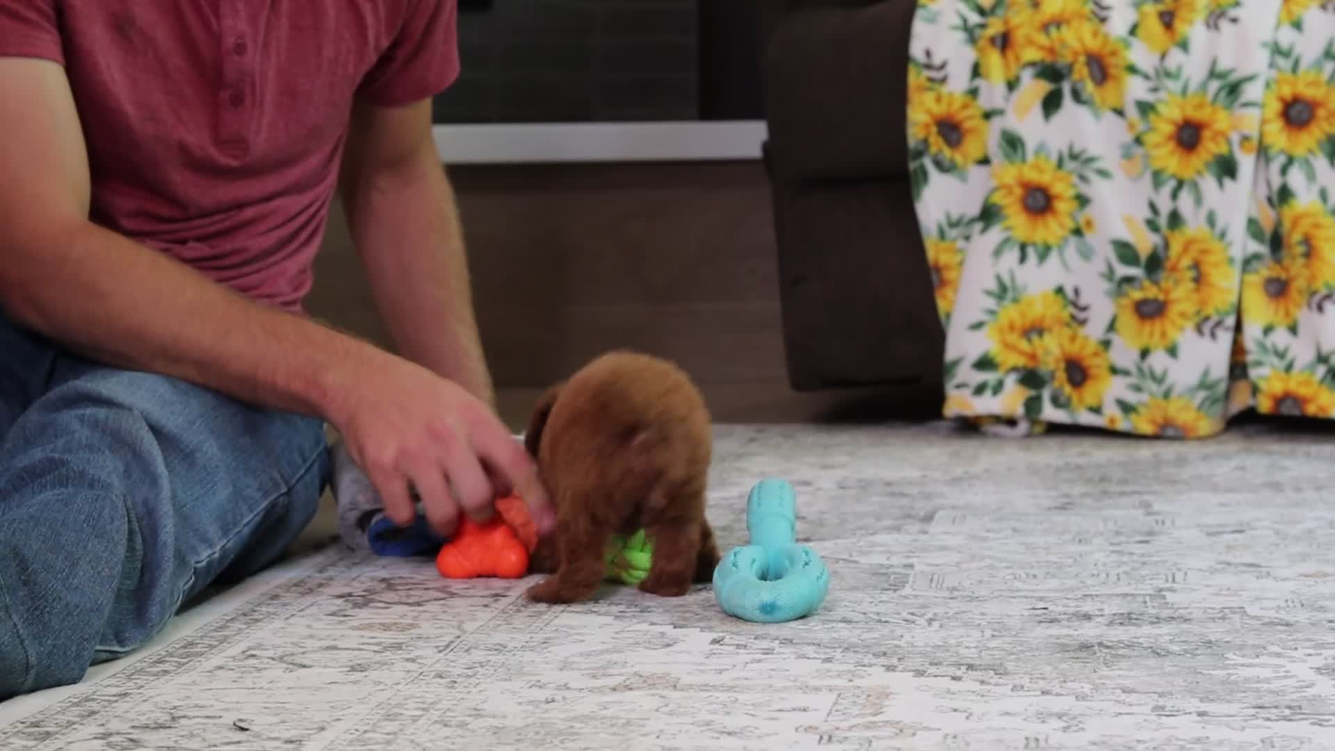 Miniature Poodle dogs for sale: Valerie - Video 1