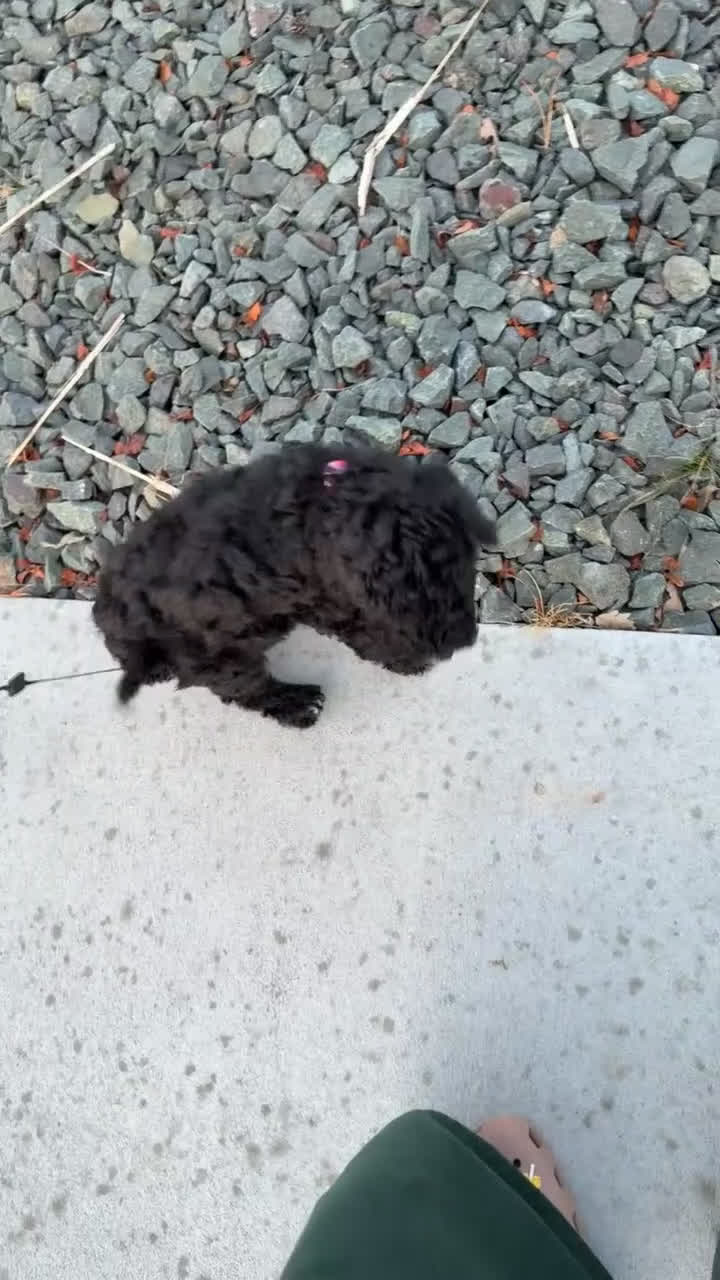 Goldendoodle dogs for sale: Goldendoodle Puppy 1 - Video 2