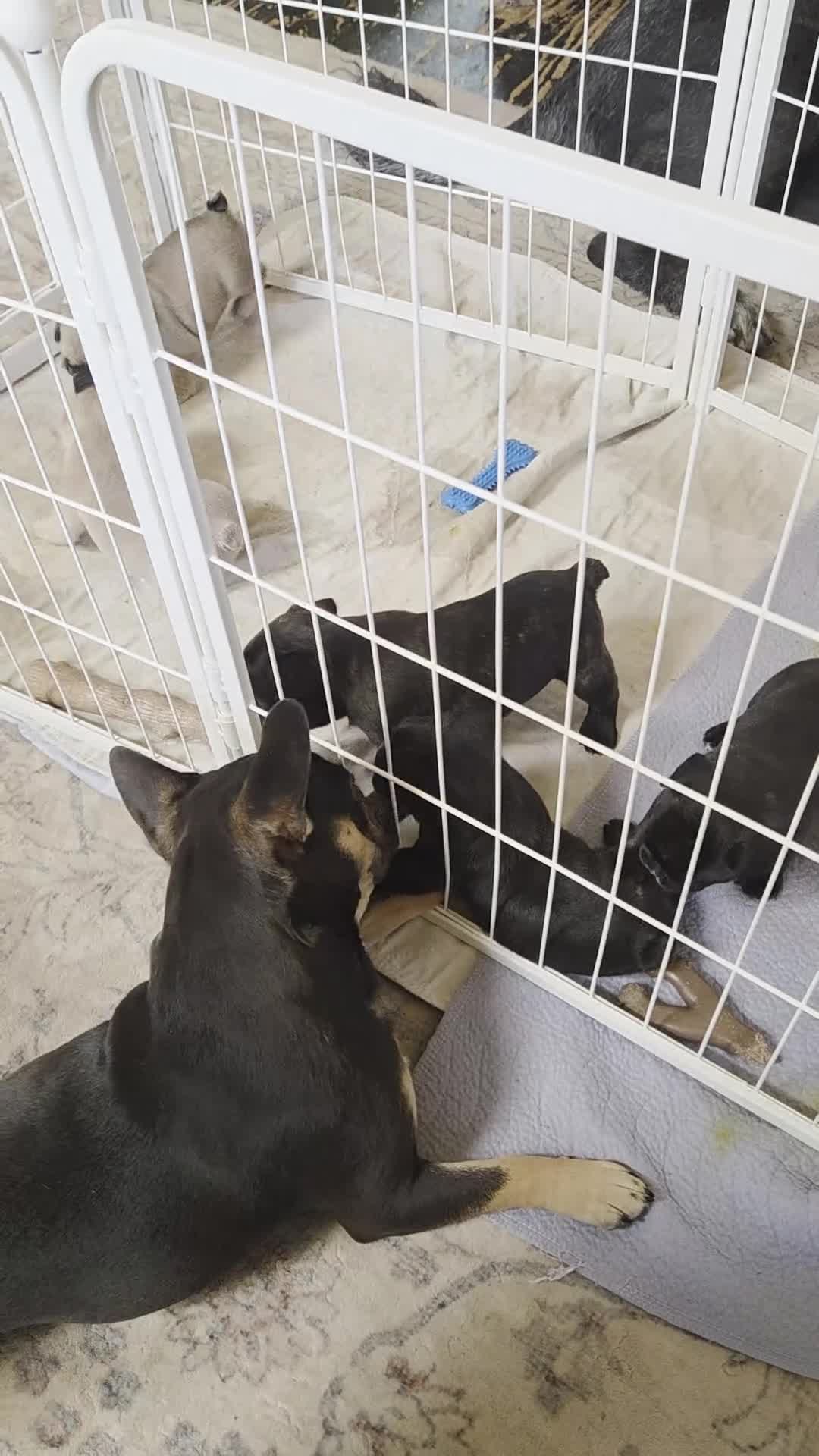 Frenchton dogs for sale: Blue - Video 1