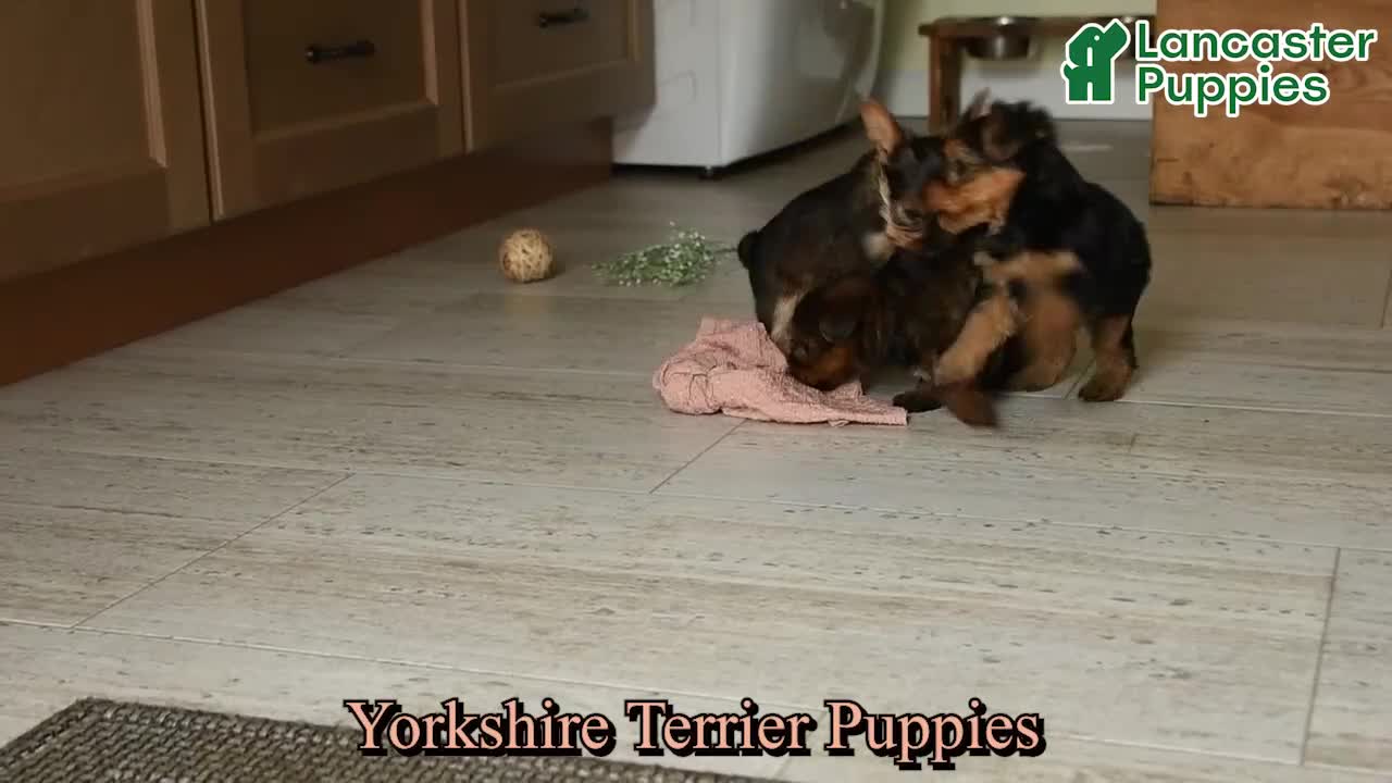 Yorkshire Terrier dogs for sale: Victor - Video 1
