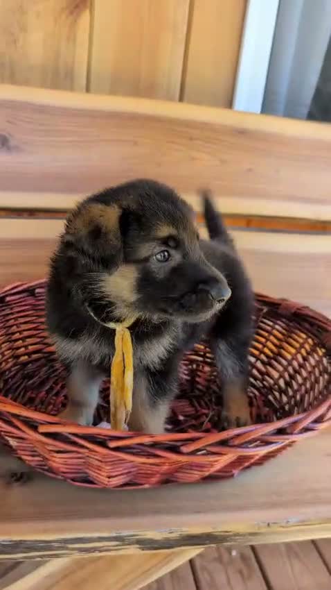 German Shepherd dogs for sale: 🐾TURBO🐾 - Video 1