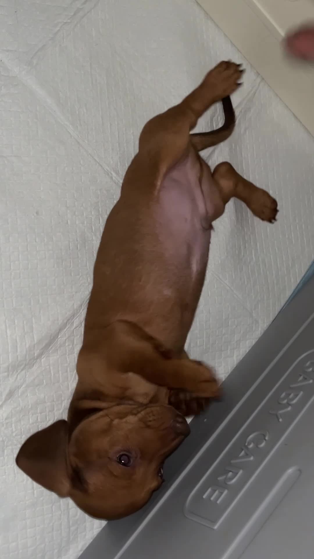 Dachshund dogs for sale: Mini Dachshund Puppy 1 - Video 1