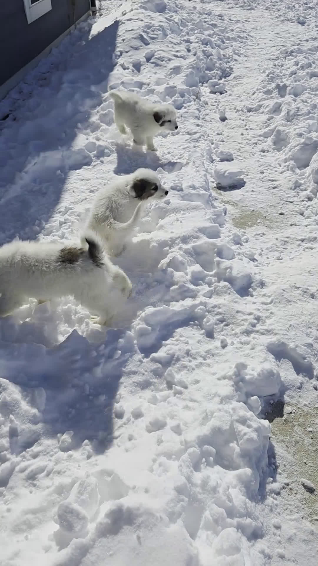 Great Pyrenees dogs for sale: Spot - Video 6
