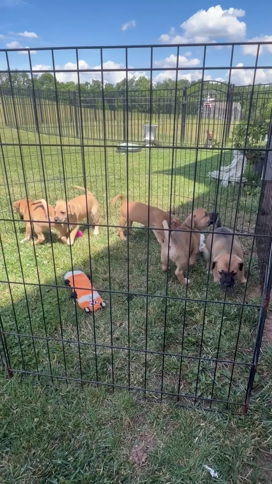 Mixed Breed dogs for sale: Marley - Video 1