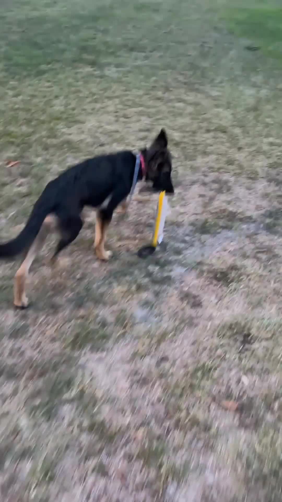 Mixed Breed dogs for sale: Luna  - Video 1