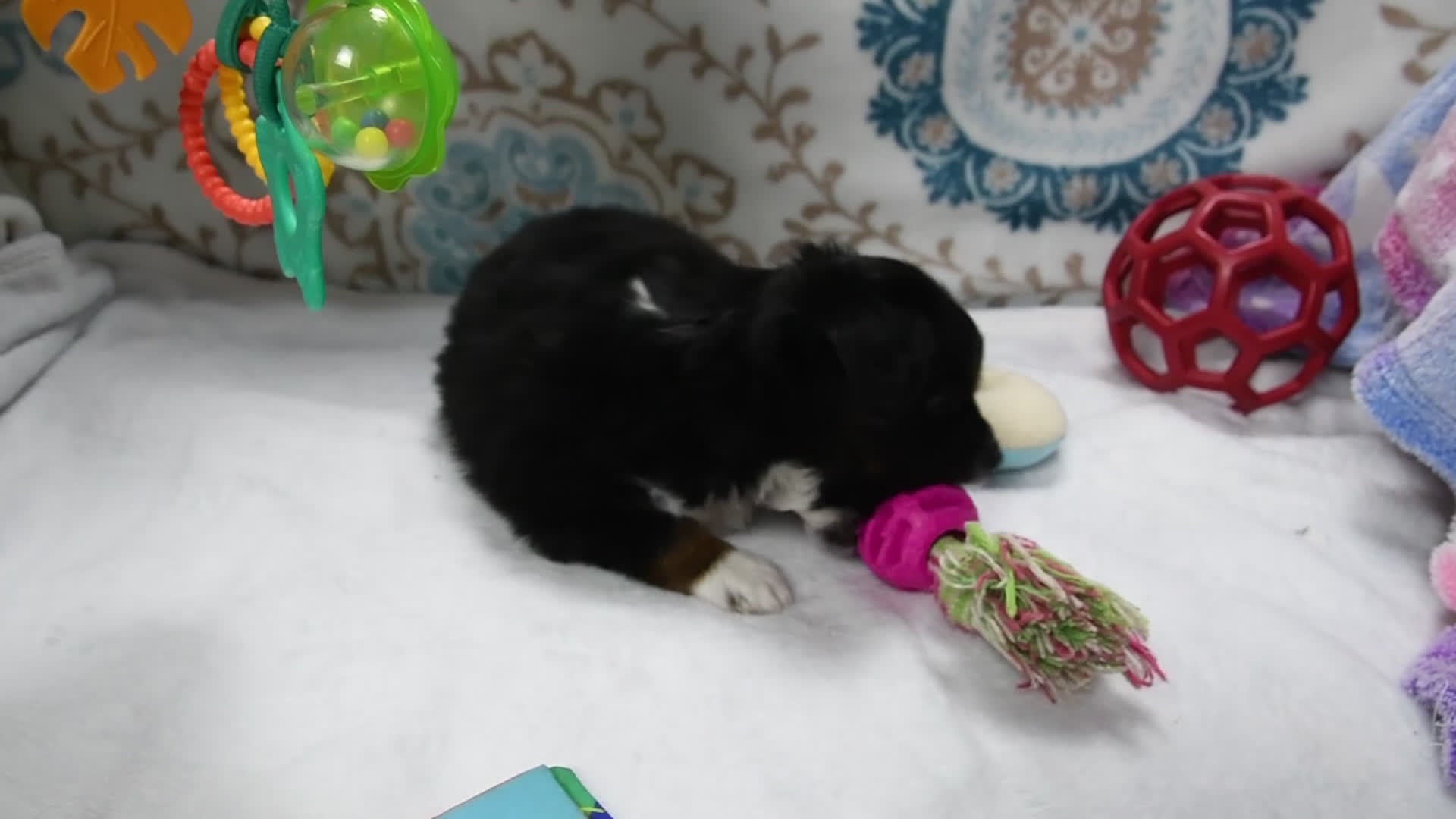 Toy Australian Shepherd dogs for sale: Banjo - Video 3