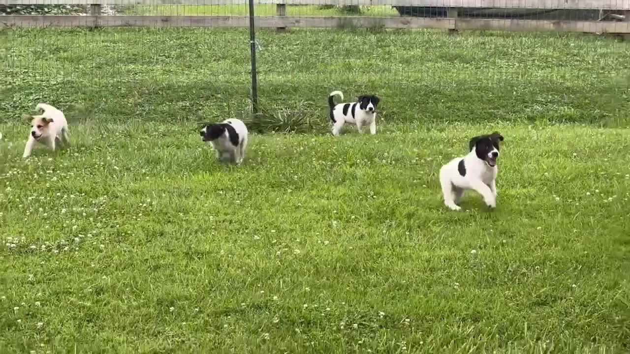 Mixed Breed dogs for sale: Sparky - Video 1